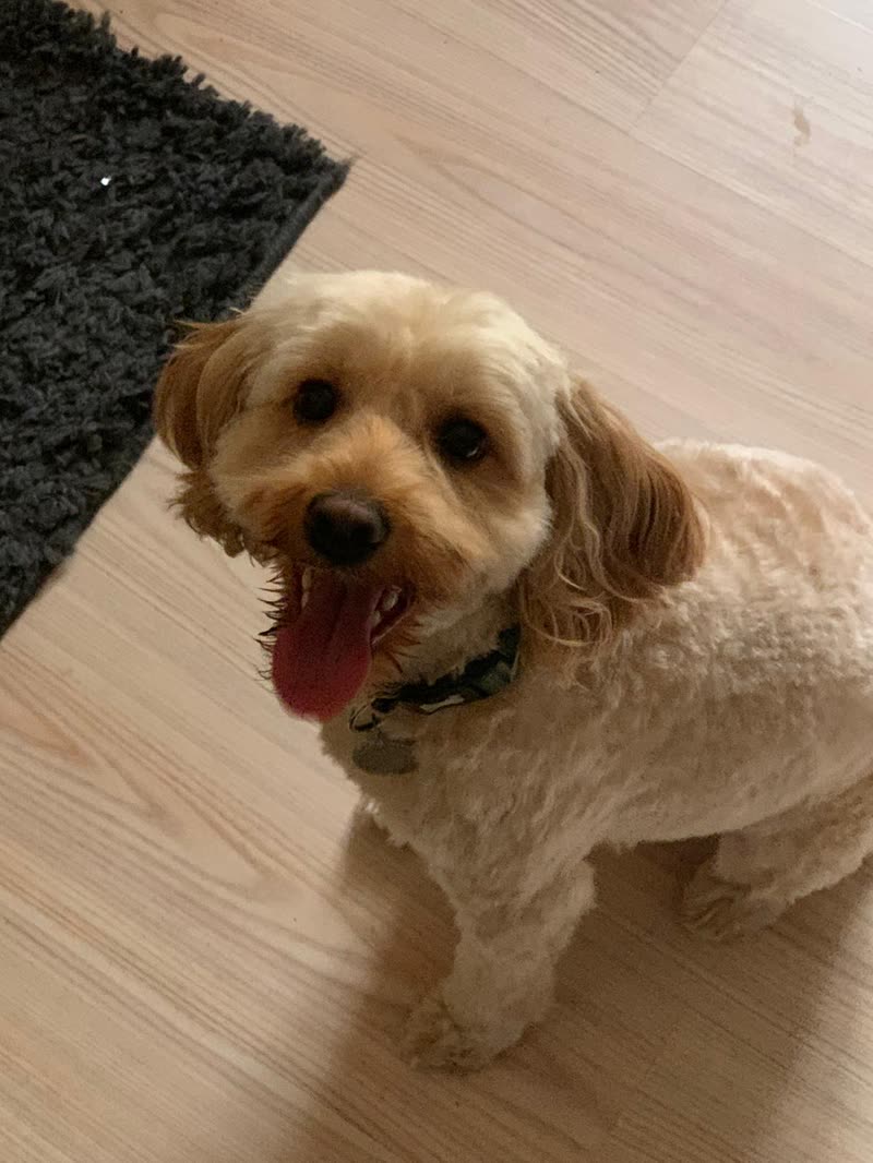 An apricot cockapoo standing on a wooden floor with its tongue out