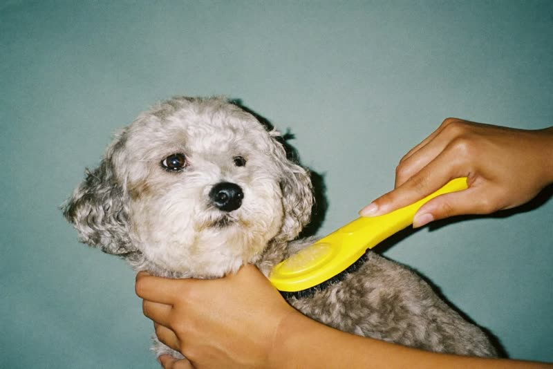 A curly-coated dog having its coat brushed through