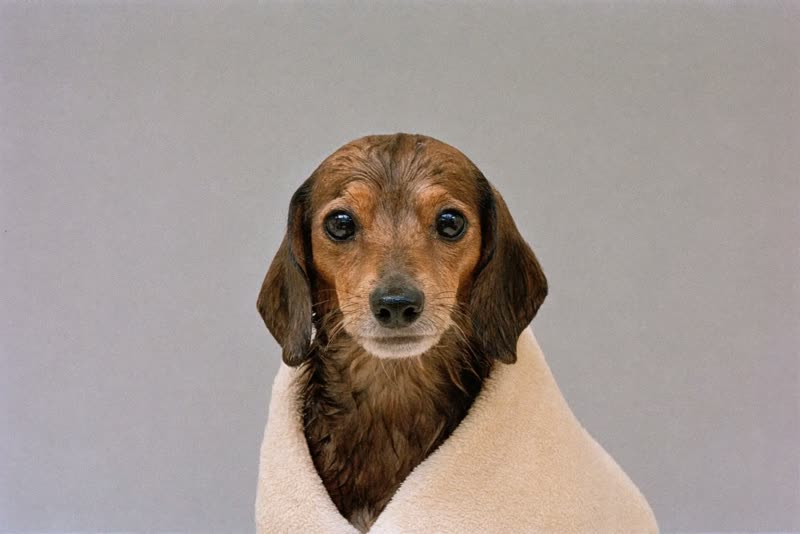 A freshly bathed small dog wrapped in a towel