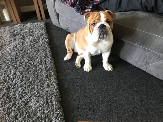 A tan and white bulldog sitting calmly on a grey rug