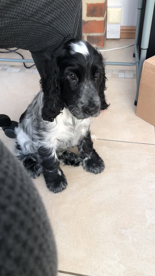 A black and white cocker spaniel sitting on a tiled floor