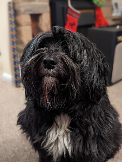 Close-up of a shaggy black terrier with a white chest looking at the camera