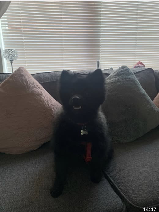 A black pomeranian in a red collar sitting on a sofa, cropped square to remove burned-in words
