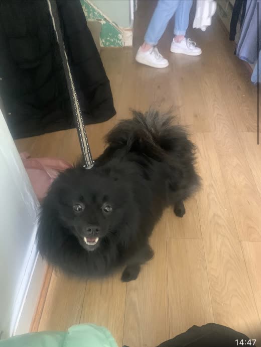 A fluffy black pomeranian sitting on a wooden floor looking up